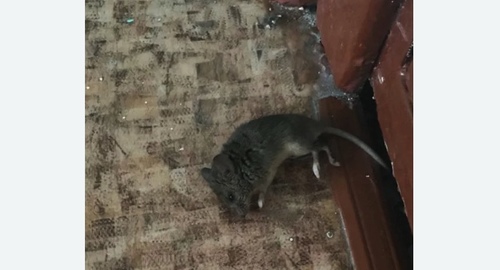 Дезинфекция от мышей на Соколиной горе города Москвы