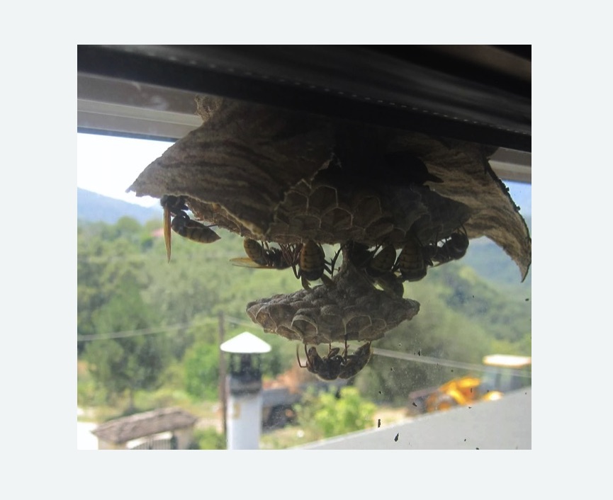 Уничтожение гнёзд шершней на Соколиной горе города Москвы