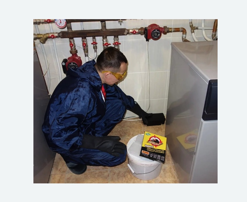 Уничтожение крыс на Соколиной горе города Москвы