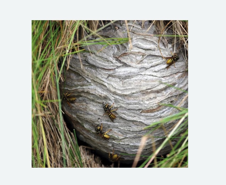 Уничтожение ос и ульев на Соколиной горе города Москвы